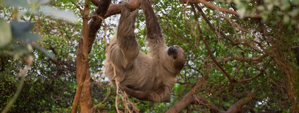 Get Closer to Nature: Discover the Wonders of London Zoo