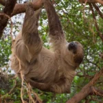 Get Closer to Nature: Discover the Wonders of London Zoo