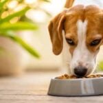 John Dog – mokra karma dla psów: najwyższej jakości pożywienie dla każdego psa
